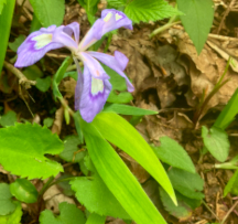 Hocking Hills Wildflowers -Dwarf Crested Iris