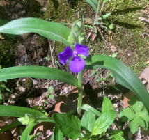 Hocking Hills Wildflowers -Virginia Spiderwort