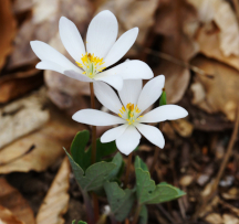 Wildflowers of the Hocking Hills - Bloodroot