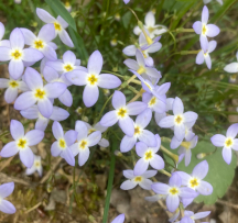 Hocking Hills Wildflowers -Bluets