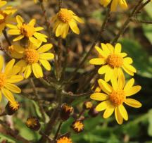 Hocking Hills Wildflowers - Golden Ragwort