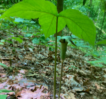 Jack-in-the-Pulpit - The Hocking Hills