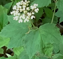 Hocking Hills Wildflowers -Mapleleaf Viburnum
