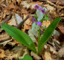 Hocking Hills Wildflowers -Showy Orchid