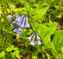 Hocking Hills Wildflowers -Virginia Bluebells